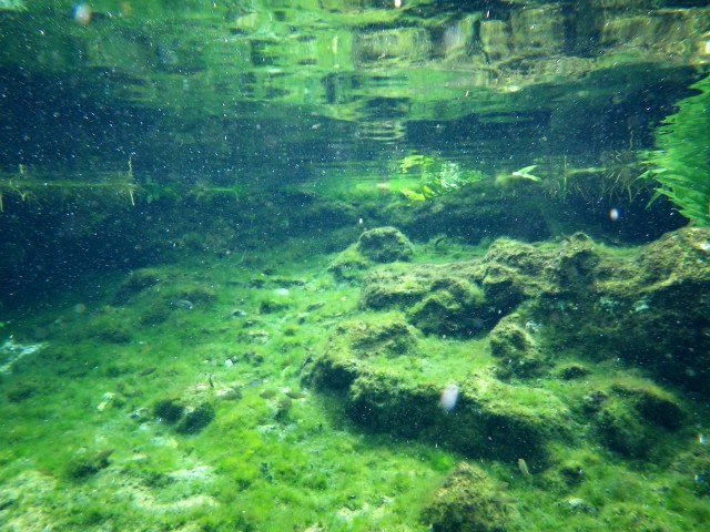 2011/2/13 メキシコのユカタン半島にあるセノーテ（Cenote）を潜る。セノーテ（Cenote）とは、石灰岩台地の陥没穴に地下水が溜まった天然の井戸・泉のことで、ユカタン半島の北部低地では、川も湖もないため主要な水源としていた。語源はユカテコ・マヤ語の「ゾノト」（dzonot）から転化したと考えられている。 淡水魚も泳いでいたが、この写真には魚ではない白い不明な生物が写っている。