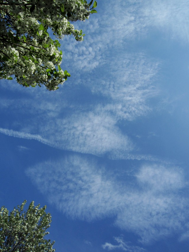 2011/4/26 葉っぱのような雲がいくつも空に現れた。手前の木の葉を空のキャンパスに描いているかのよう。